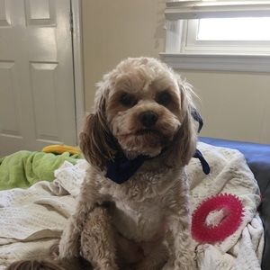 Meet your Posher, Lisa